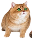 Ron the DogeCat